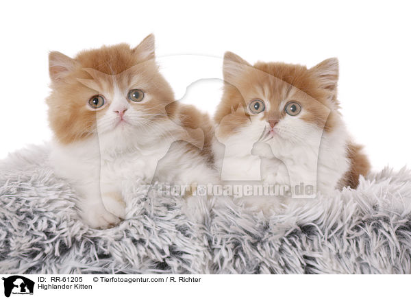 Highlander Kitten / RR-61205