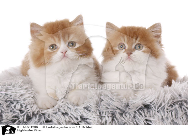 Highlander Kitten / RR-61206