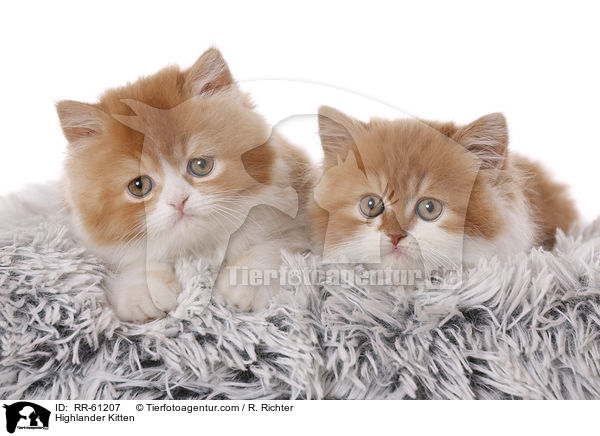 Highlander Kitten / RR-61207