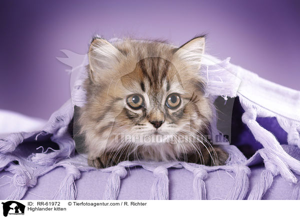 Highlander kitten / RR-61972
