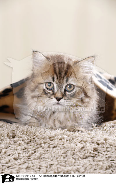 Highlander kitten / RR-61973