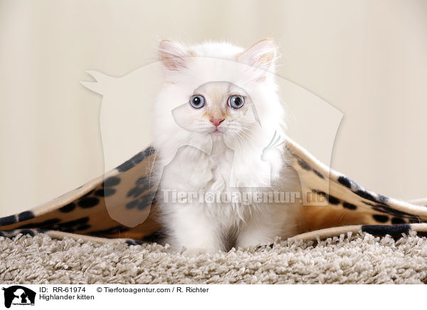 Highlander kitten / RR-61974