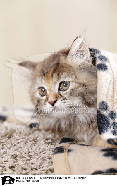 Highlander kitten / RR-61976