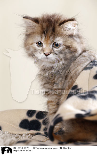 Highlander kitten / RR-61978