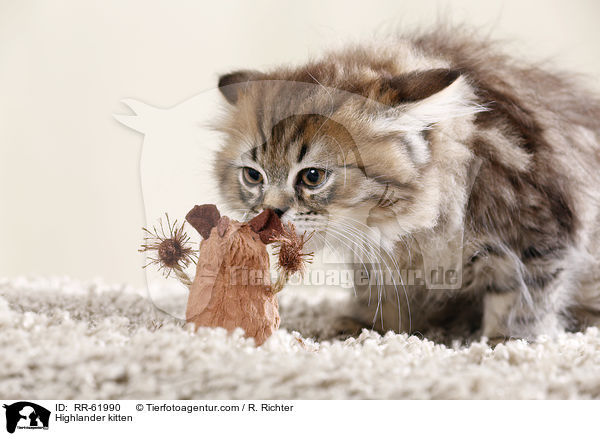 Highlander kitten / RR-61990