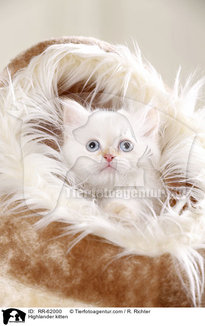 Highlander kitten / RR-62000