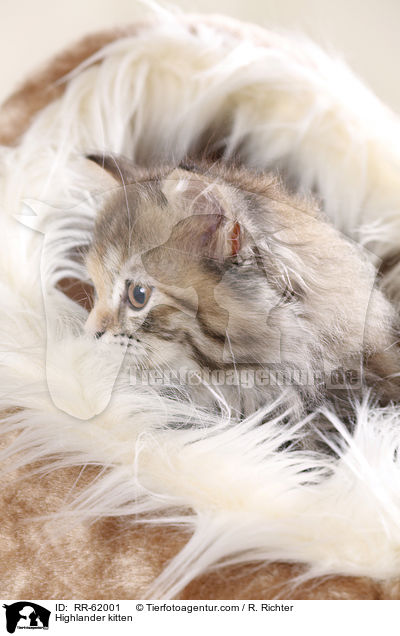 Highlander kitten / RR-62001