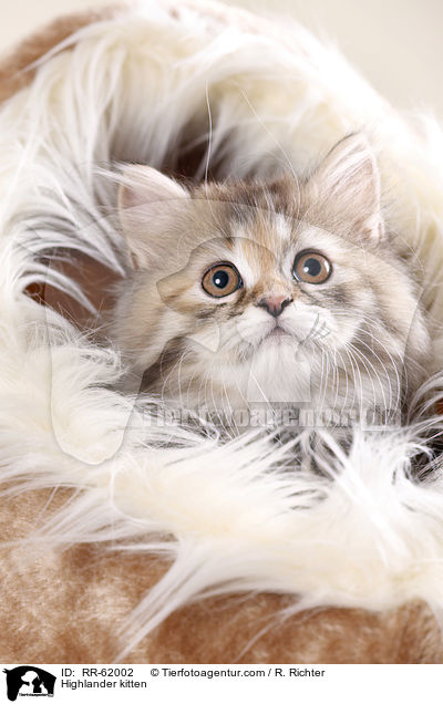 Highlander kitten / RR-62002