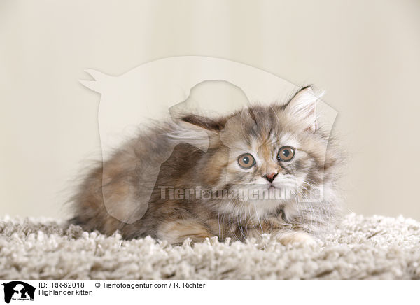 Highlander kitten / RR-62018