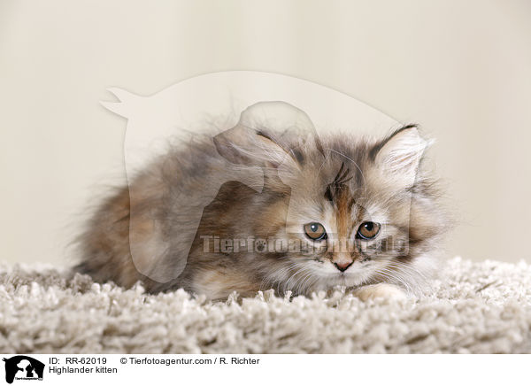 Highlander kitten / RR-62019