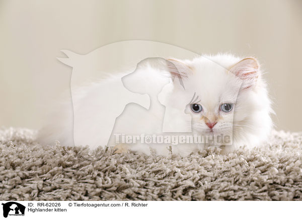 Highlander kitten / RR-62026