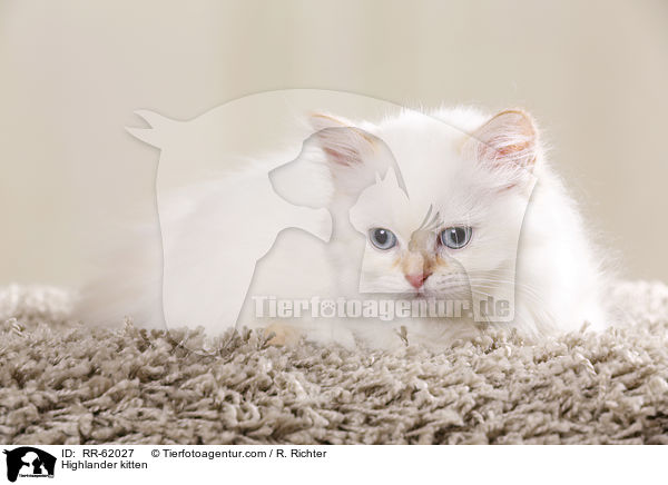 Highlander kitten / RR-62027