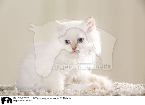 Highlander kitten / RR-62028