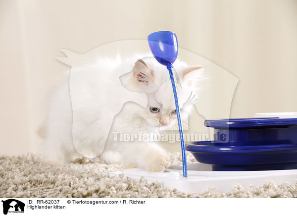 Highlander Ktzchen / Highlander kitten / RR-62037