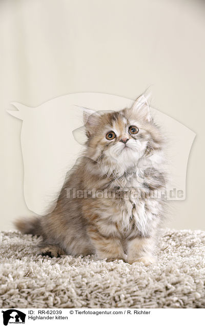 Highlander kitten / RR-62039