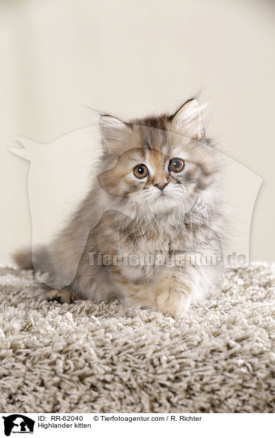 Highlander kitten / RR-62040