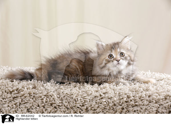Highlander kitten / RR-62042