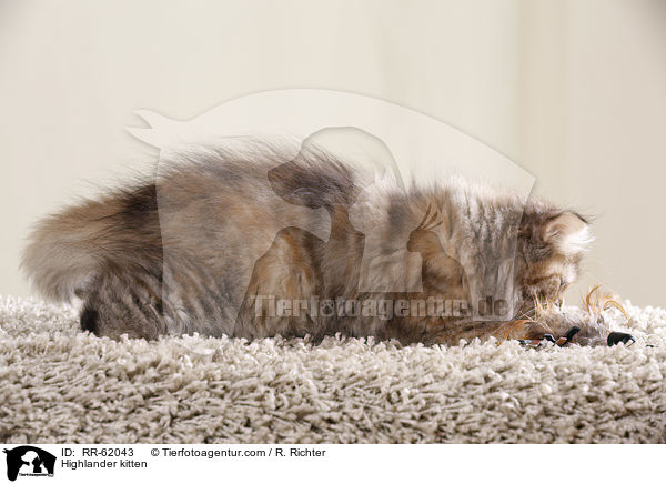 Highlander kitten / RR-62043