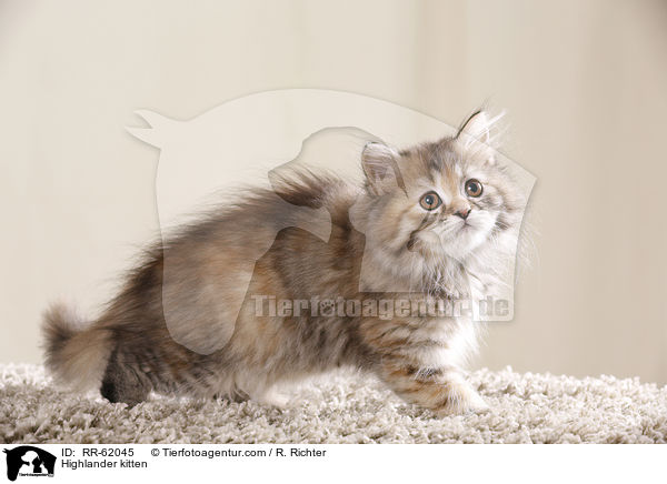 Highlander kitten / RR-62045