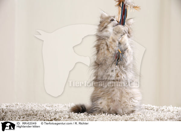 Highlander kitten / RR-62049