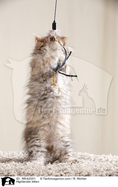 Highlander kitten / RR-62051