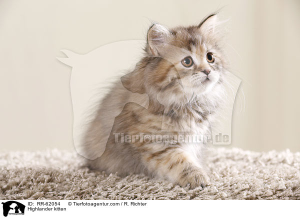 Highlander kitten / RR-62054