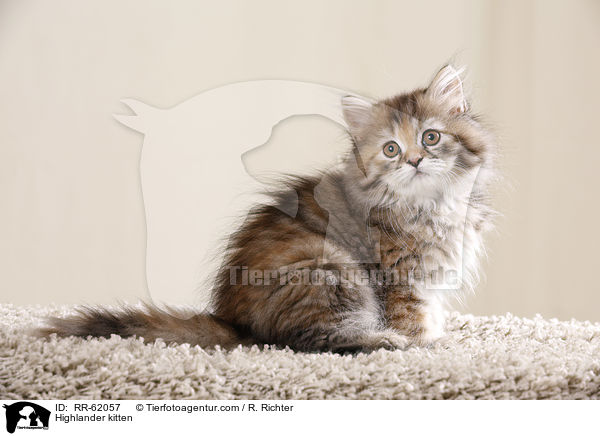 Highlander kitten / RR-62057
