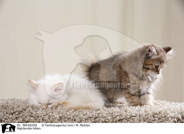 Highlander kitten / RR-62059