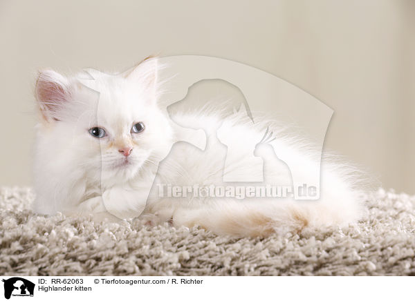Highlander kitten / RR-62063