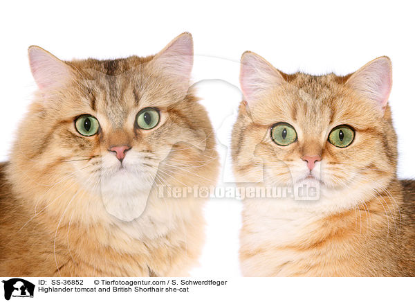 Highlander tomcat and British Shorthair she-cat / SS-36852