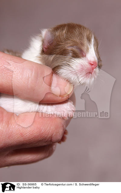 Highlander Katzenbaby / Highlander baby / SS-36865