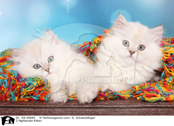 2 Highlander Ktzchen / 2 Highlander Kitten / SS-36889