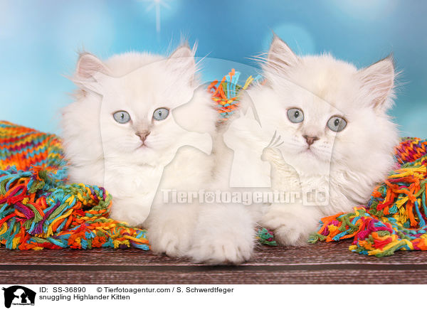 kuschelnde Highlander Ktzchen / snuggling Highlander Kitten / SS-36890