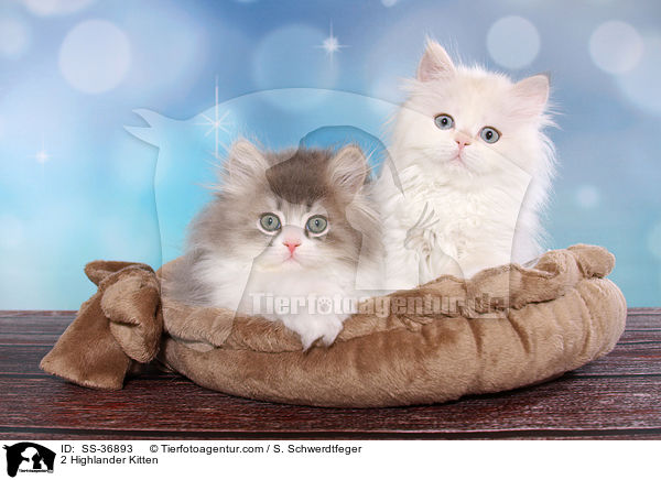 2 Highlander Ktzchen / 2 Highlander Kitten / SS-36893