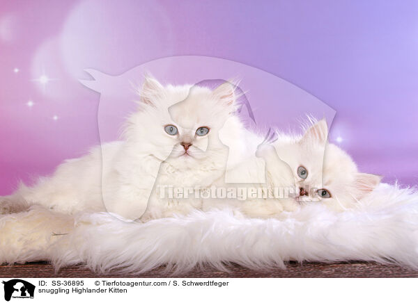 snuggling Highlander Kitten / SS-36895