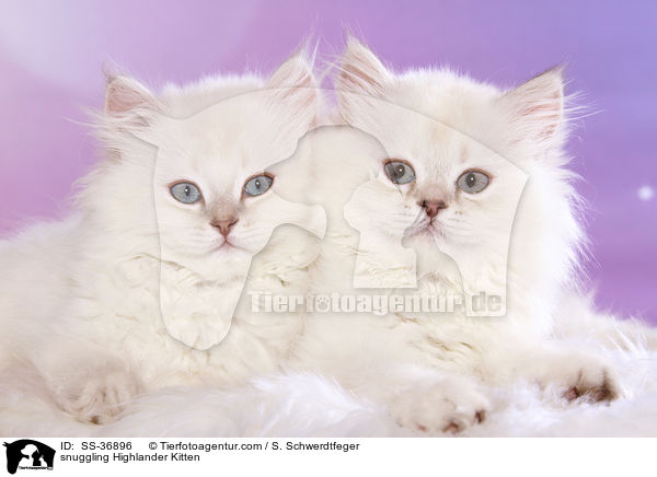 snuggling Highlander Kitten / SS-36896