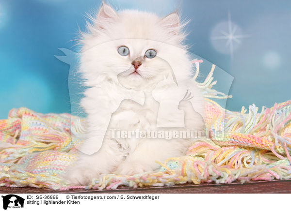sitting Highlander Kitten / SS-36899