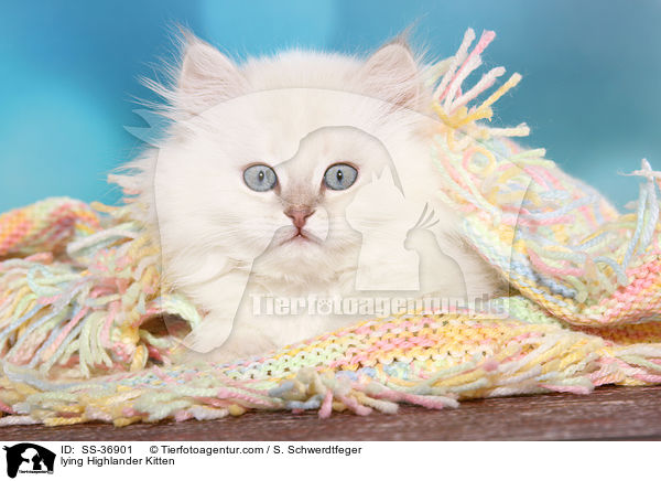 lying Highlander Kitten / SS-36901