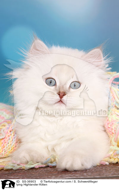 lying Highlander Kitten / SS-36903