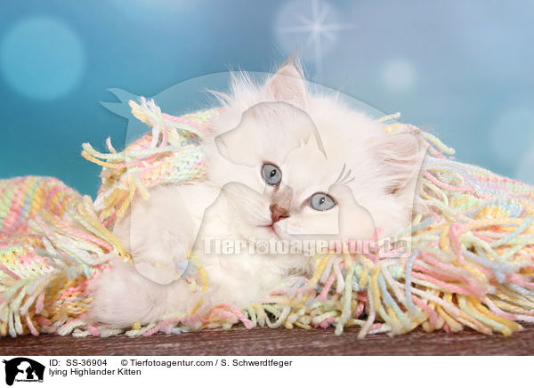 lying Highlander Kitten / SS-36904