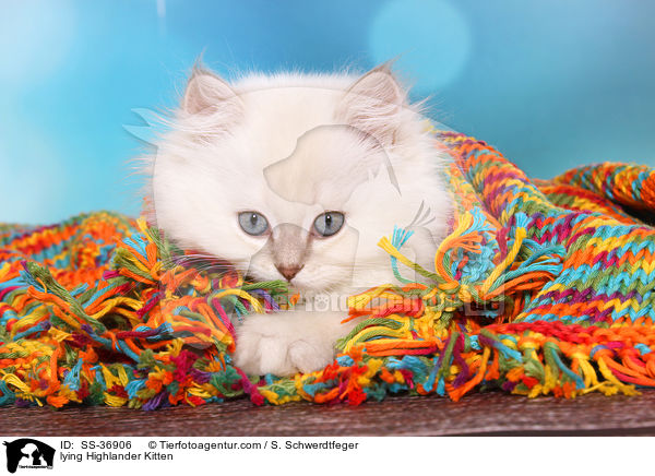 lying Highlander Kitten / SS-36906