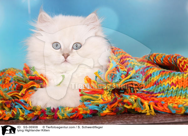 lying Highlander Kitten / SS-36908