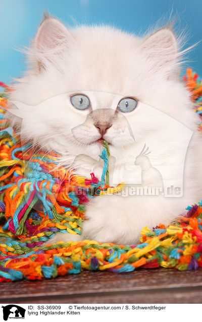 lying Highlander Kitten / SS-36909
