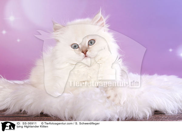 lying Highlander Kitten / SS-36911