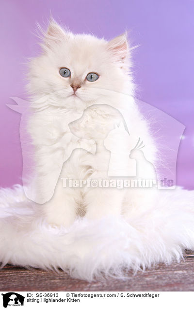 sitting Highlander Kitten / SS-36913