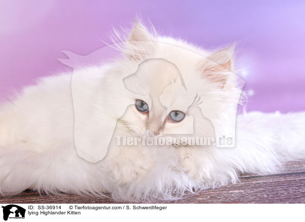 lying Highlander Kitten / SS-36914