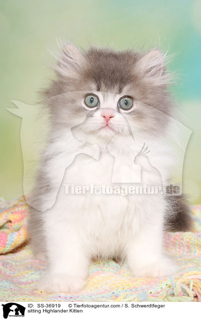 sitzendes Highlander Ktzchen / sitting Highlander Kitten / SS-36919