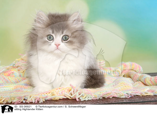sitzendes Highlander Ktzchen / sitting Highlander Kitten / SS-36921
