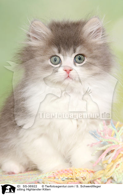 sitting Highlander Kitten / SS-36922