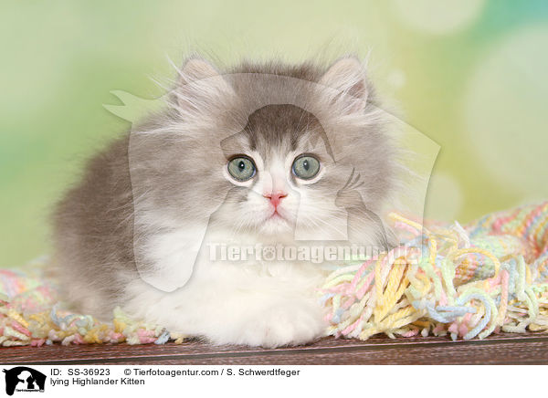 lying Highlander Kitten / SS-36923